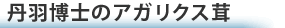 丹羽博士のアガリクス茸